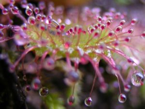 Wildflowers